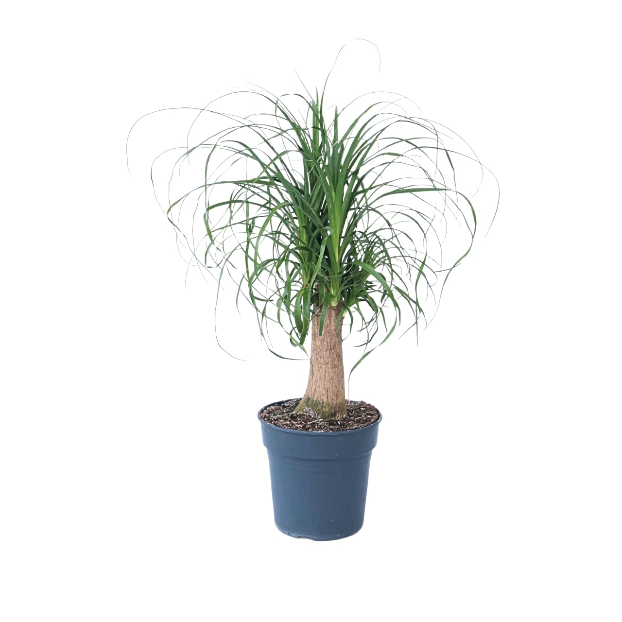 Plant in a Box - Beaucarnea recurvata - Elefantenfuß - Grüne zimmerpflanze - Topf 21cm - Höhe 60-70cm