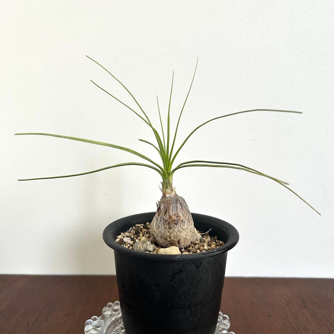 Amazon｜ボーカルネア グラキリス 塊根植物 希少 インテリアプランツ