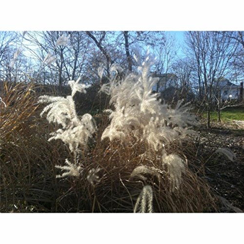 Best Coffee And Bible Time 2024 Where to Buy?