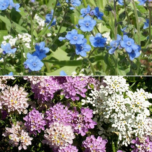 Image of Ferry-Morse North American Bulk Wildflower Seeds, 239,000+, 1 lb