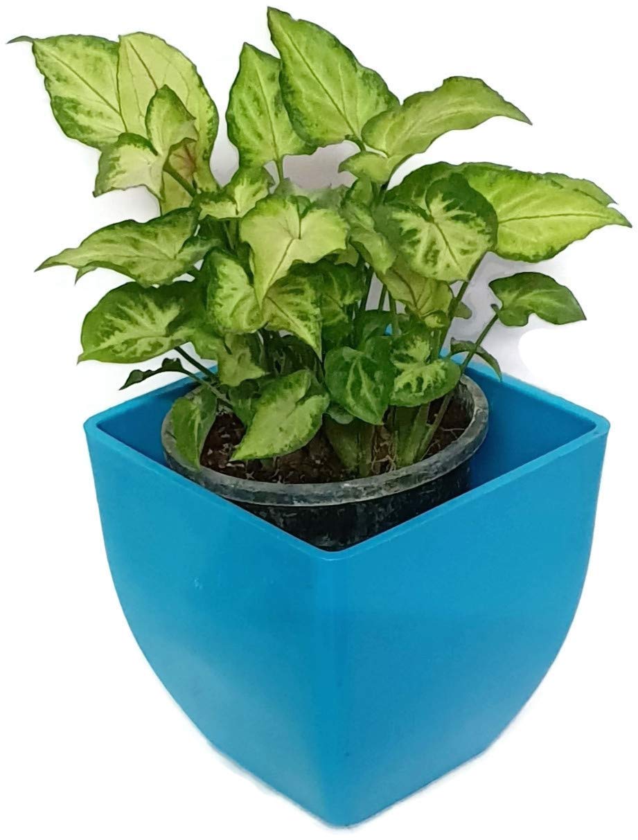 Grun Decorative Variegated Green Syngonium - Air Purifying Oxygen Providing Indoor Plant