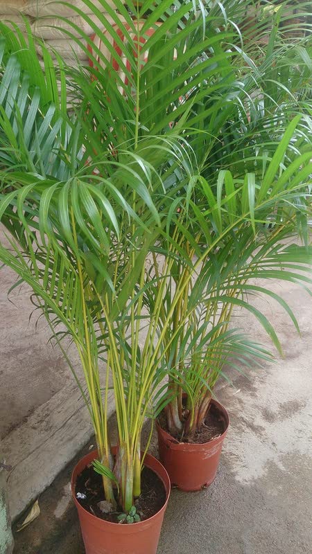 See full amazon price history chart for Bamboo Palm (Areca) Seed For Kitchen Gardening - 10 Bamboo Palm (Areca) Seed For Kitchen Gardening - 10 (B0BFFB6JPV) Amazon Price History, Amazon Price Tracker