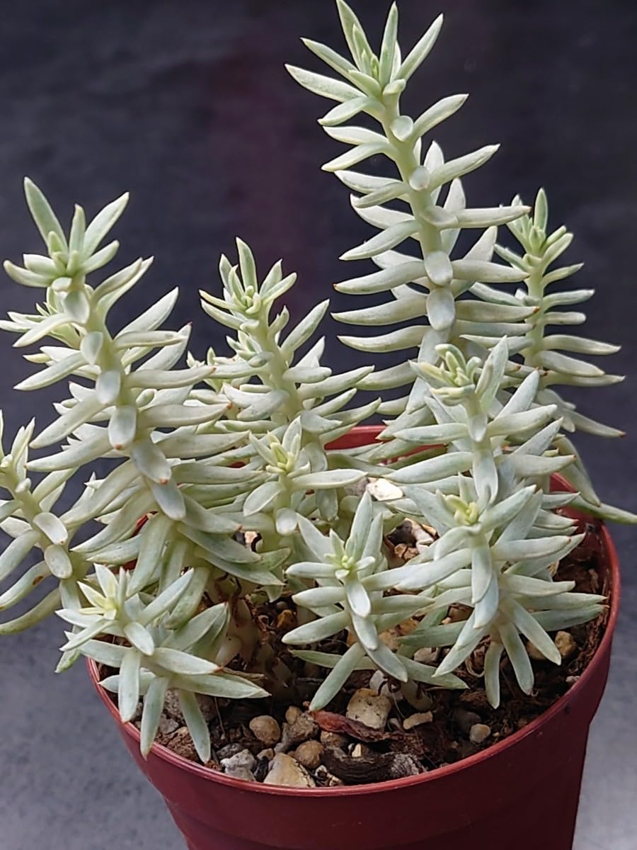 Amazon.co.jp: 多肉植物 カメレオン錦 : ホーム＆キッチン
