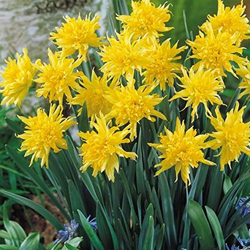 " Rip Van Winkle " Narcissi / Daffodil - Spring Flowering Bulbs - Available From £9.45, In packs of 25, 50 & 100 - FREE UK P & P (50)