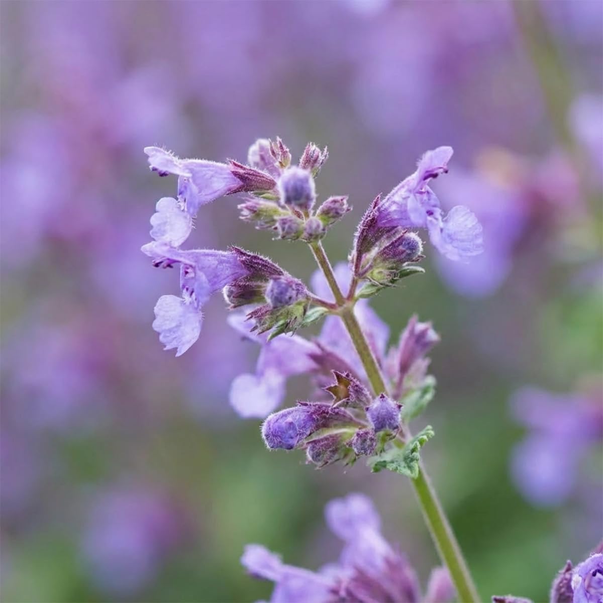 Bloomique - Lot de 6 - Nepeta faassenii - Cataire - Rustique - Vivace - Mellifère - Hauteur 10-20 cm - Pot 9 cm