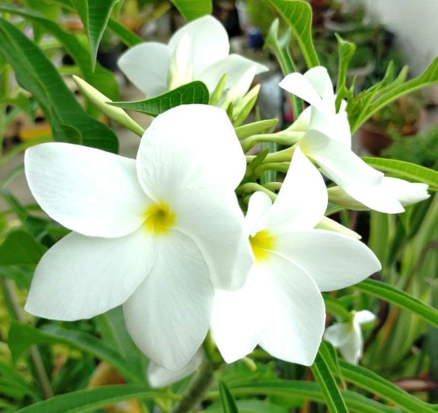 plumeriaさまご専用 プルメリア様確認用 プルメリア様専用 ご確認