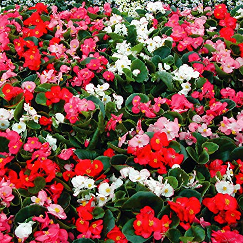 ベゴニア 鉢の人気商品 通販 価格比較 価格 Com