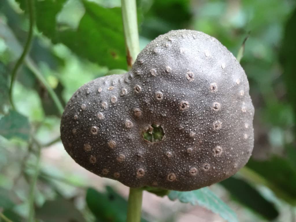 Creative Farmer അടതാപ്പ് | Air Potato Dioscorea Bulbifera Outdoor Plant Balcony 2 Tuber For Growing (Healthy Live Plant) (B09SD41RM2) Amazon Price History, Amazon Price Tracker