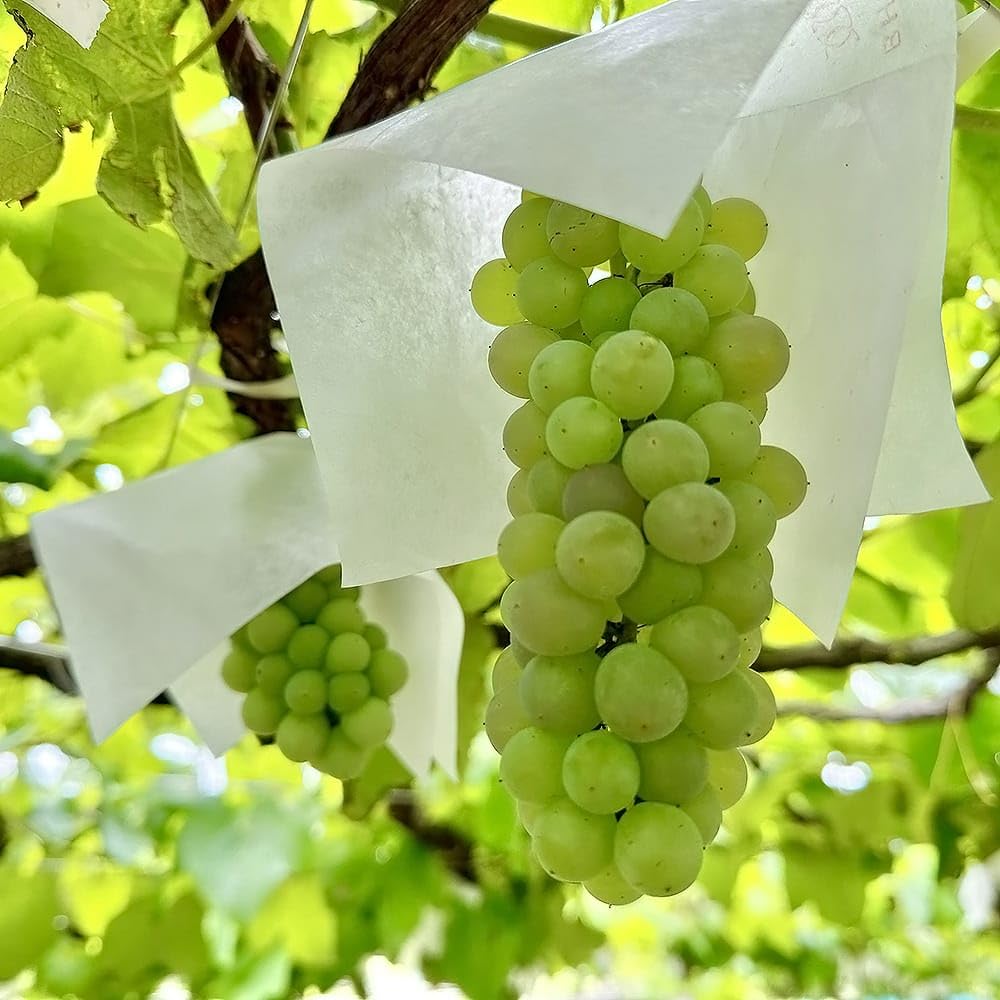 taka様！ブドウの苗木※ナイアガラ3本、デラウェア5本 taka様！ブドウの