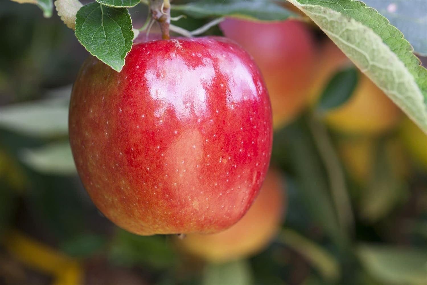 Apfelbaum Malus domestica Braeburn 150-200 cm Obstbaum winterhart Suess-saeuerliche Aepfel sonniger Standort pflegeleicht ertragreich ideal fuer Garten und Streuobstwiese