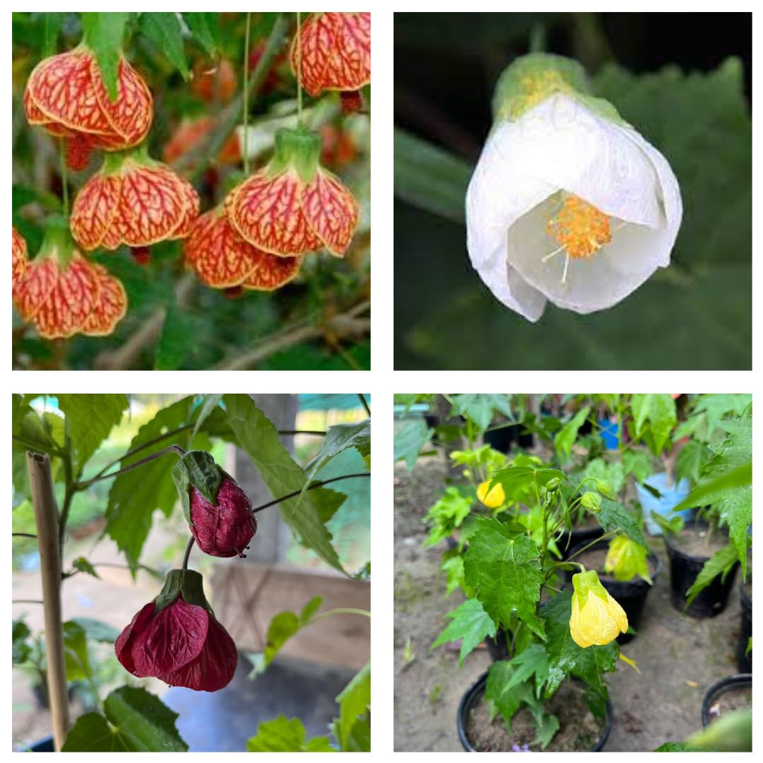 12-Month All-Time Hybrid Lantern Hibiscus Flower Plant Combo Pack – Live Plants in Red, Orange, Yellow, White – Set of 4 in Grow Bags – Low Maintenance Indoor/Outdoor (B0DCWCYTN9) Amazon Price History, Amazon Price Tracker