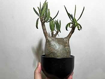 Amazon.co.jp: マダガスカル現地株 パキポディウム グラキリス