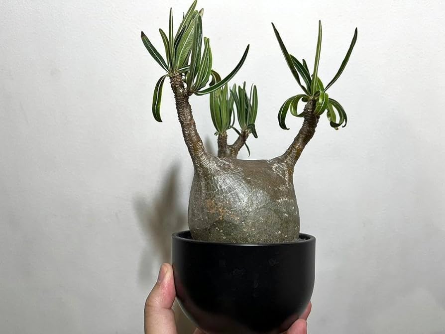 パキポディウム グラキリス Packypodium gracilius 現地株 title『パキポディウム グラキリス 現地球 良型 抜き苗発送 2020