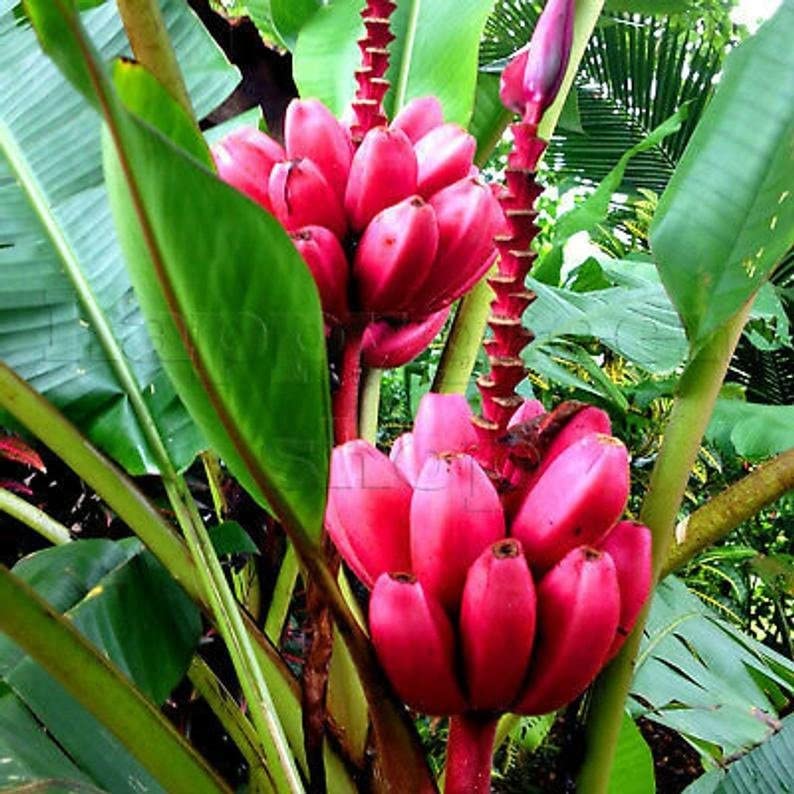 Cloud Farm Live Plant Rare Dwarf Musa Red Banana Bareroot For Planting High Yield Ornamental All Season (1 Healthy Live Fruit Plant) CF_64 (B0BDXPRK1V) Amazon Price History, Amazon Price Tracker