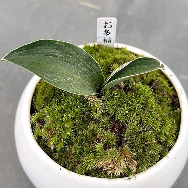 Amazon.co.jp: [ギフトに]オモト（万年青）：お多福[おたふく]・鉢植え