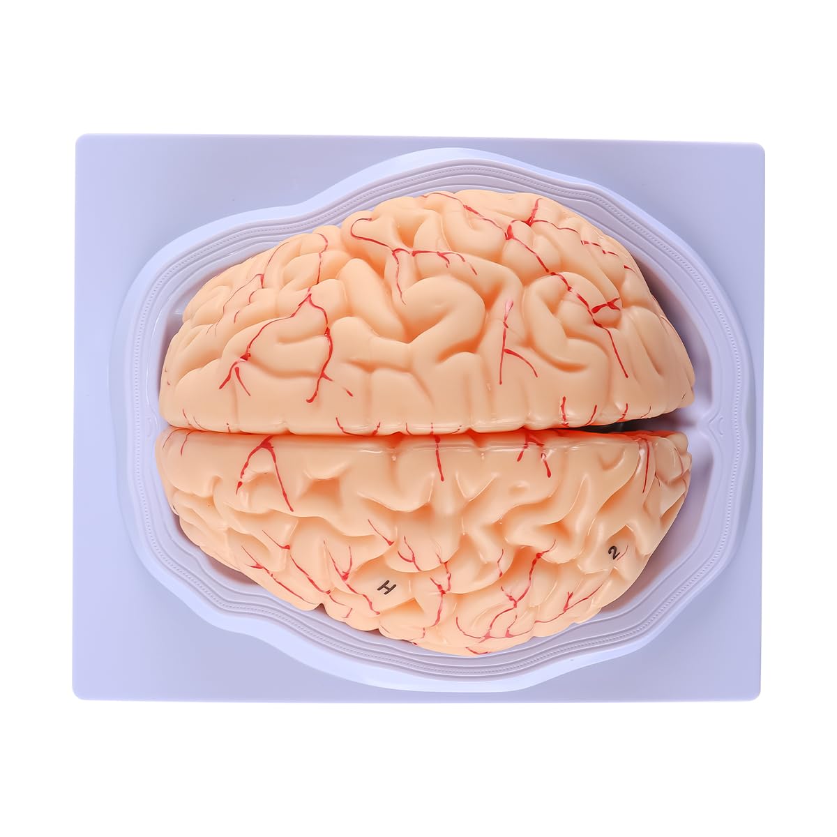 Modello Cervello Umano Anatomia Modello Cervello 8 Parti Cervello Falso Con 32 Identificatori Digitali Cervello Arteria Insegnamento Per Classe Scientifica