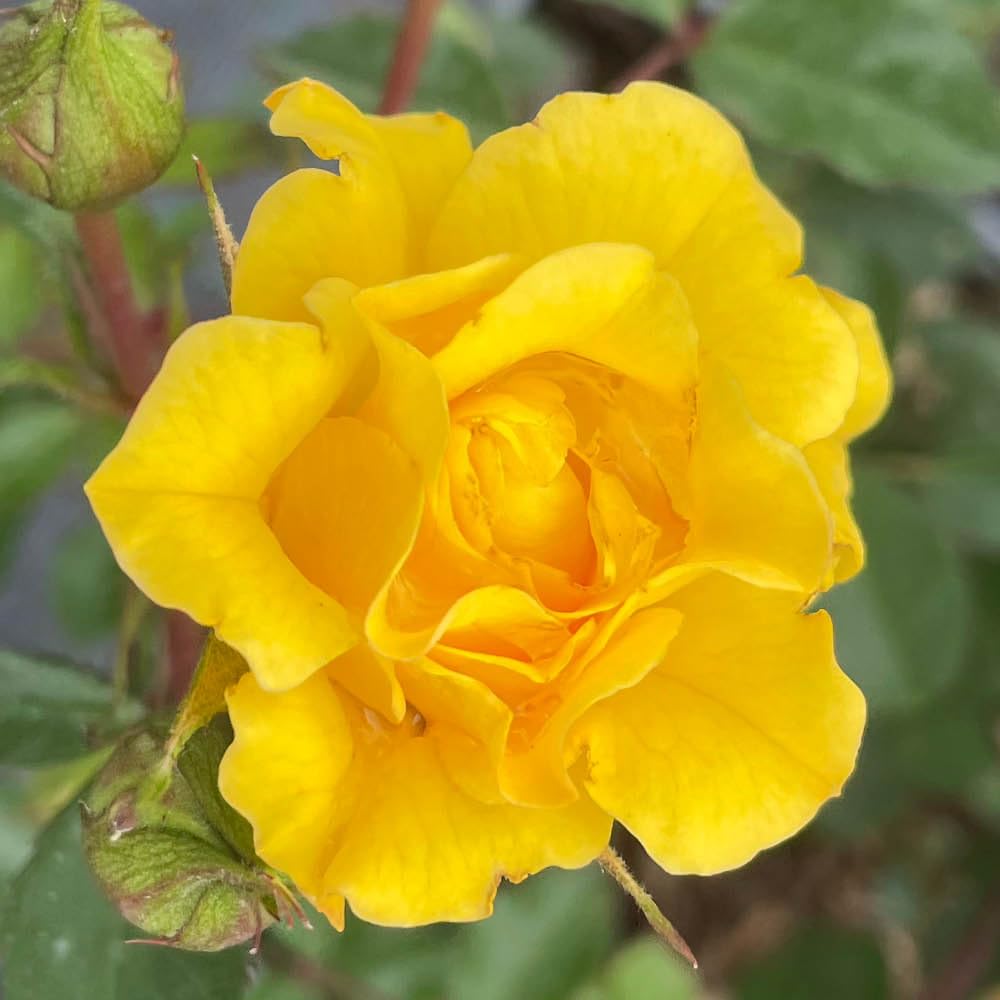 Yougarden Yellow Harkness Roses Tina's Rose, Patio Shrub Plant, 4 Litre Pot, Golden Repeat Flowering Compact Ready To Plant