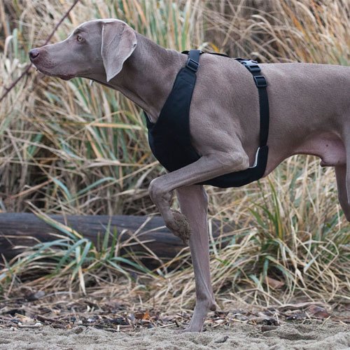 canine friendly vest harness,Save up to