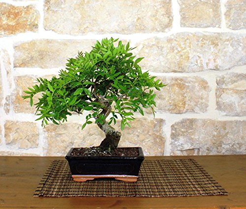 Bonsai di Lentisco (36)