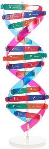 NUOBESTY Kit de modelo de ADN de doble hélice, modelos de estructura de ADN, kit de aprendizaje de genes humanos para utilería de enseñanza biológica