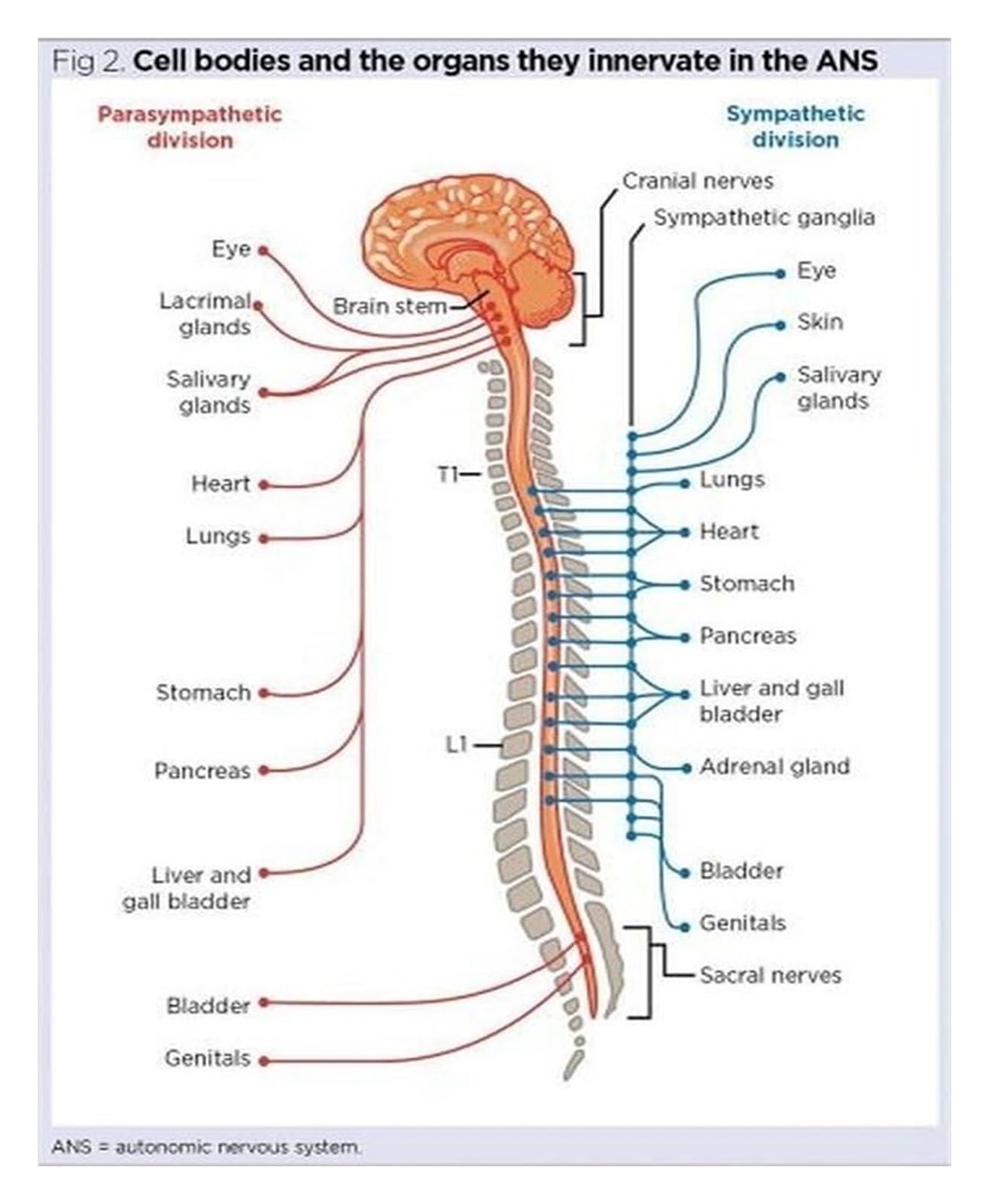 Explore Human Anatomy Poster - Autonomic Nervous System & Vital Nerve Pathways Chart - Inspirational Science Wall-Art for Students, Therapists, and Curious Minds(Unframed,12x18inch(30x45cm))