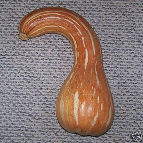 Pumpkin Seed Long Neck Calabaza Cuello Largo Criolla Edible 50 Seeds