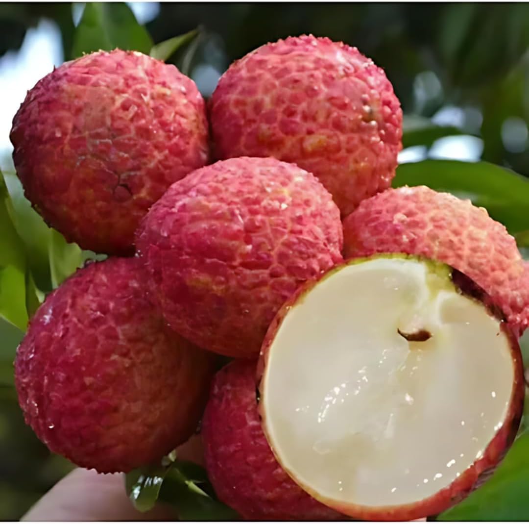 Lychee Fruit/Litchi chinensis (Seedless Lychee, Hybrid) Layering Exotic 1 Live Fruit Plant