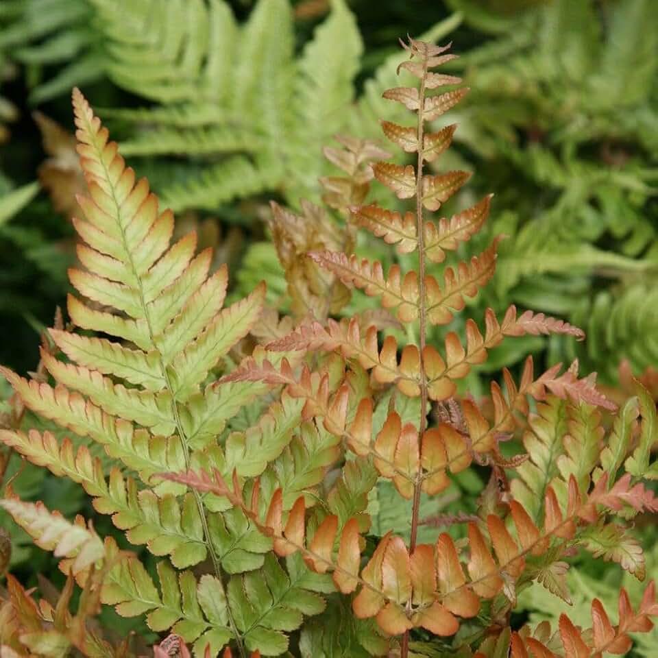 RedCrocus Autumn Fern Dryopteris erythrosora Live Plant- Shaded Garden, Indoor, Container, Pet Friendly, Iron-Resistant, Moist Soil, Deciduous Fern 1 Gallon