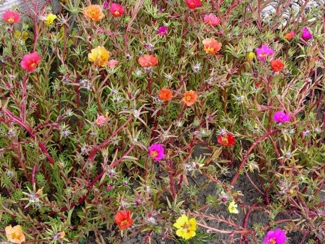 Stunning Mixed Single Purslane Live Plant for Window - Easy Care Decorative Succulent for Bright Indoor Spaces and Modern Home Decoration (1 Healthy Live Plant)-image-11