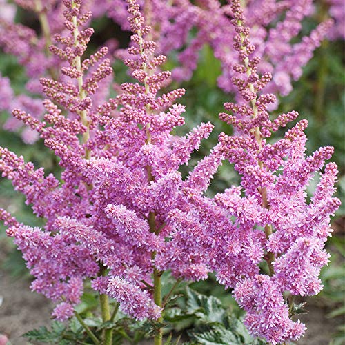 Holland Bulb Visions Root
