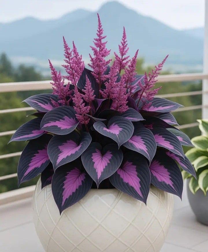 Rare Hosta Bulbs UK, Hostas Rhizome for Planting, Hardy Perennial, Excellent Display, Natural Organic-4 Bulbs-G
