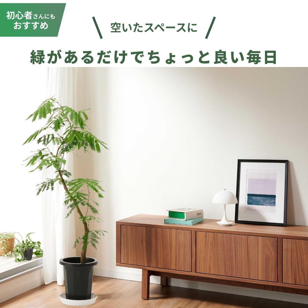 whenua エバーフレッシュ 観葉植物 本物 S字樹形 インテリア おしゃれ 大型 ネムノキ カーブ樹形 開店祝い 新築祝い (7号) - 4