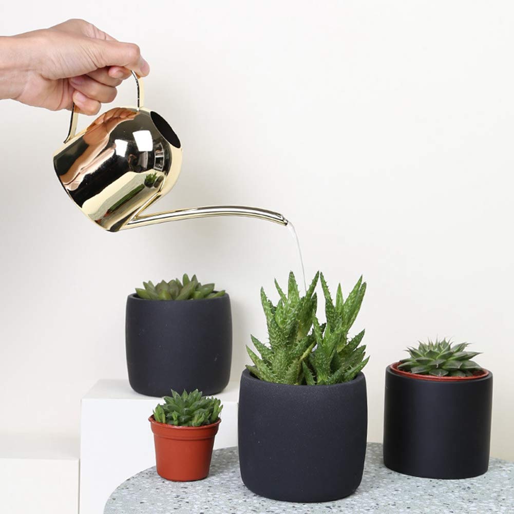 syngonium variegata warum so teuer Syngonium Variegata – whiteleafplants