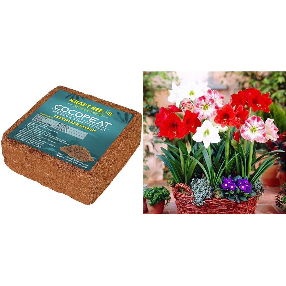 Kraft Seeds - Cocopeat Brick 1kg Block for Gardening & Plants, Expands into Coco Peat Powder (Pack of 1) & Amaryllis Lily Flower Sow and Grow Fresh Healthy Bulbs in Your Garden (Set of 3) (Pack of 1)