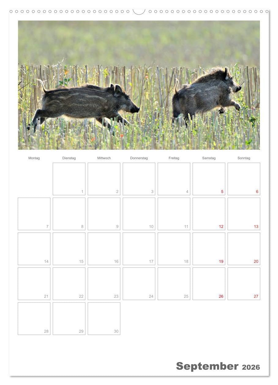 Rehe & Co/Planer (hochwertiger Premium Wandkalender 2026 DIN A2 hoch), Kunstdruck in Hochglanz: Wildlife Rügen/Deutschland (CALVENDO Tiere)