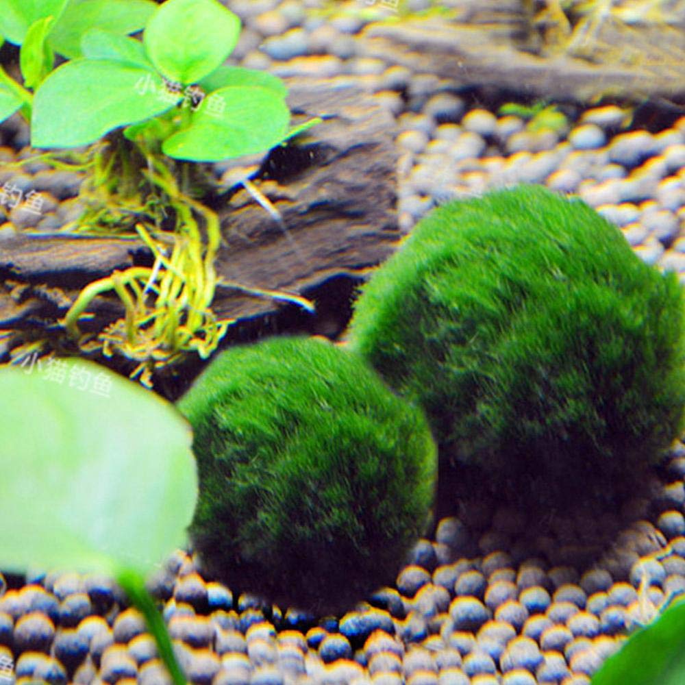 Lot de 6 boules de mousse verte naturelle pour aquarium, 3 à 4,1 cm