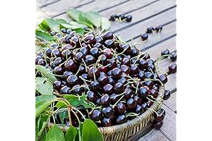 Black Tart Cherry Tree: Delightfully Sweet and Sour Taste Sensation