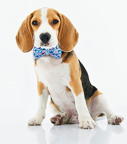 Miniatura 2 de Collar de perro personalizado, grabado personalizado con nombre de mascota, número de teléfono, etiqueta de identificación para razas pequeñas,