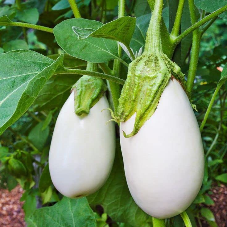 Gachwala Brinjal Seeds (White, Pack of 100+) | Egg Plant Seeds | Baingan, Bataun Seed (B0B5B3X1DG) Amazon Price History, Amazon Price Tracker