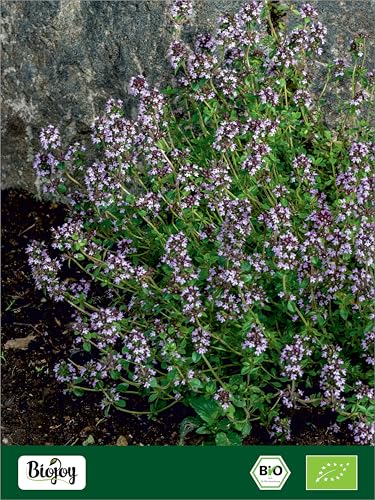 Biojoy BIO-Wilder Oregano (250 g), getrocknet und geschnitten, ideal als Tee oder Gewürz (Origanum vulgare subsp. vulgare)