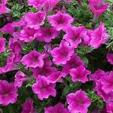 Supercascade Petunia Series Pink ~100 Seeds – Large Blooms for Hanging Baskets, Containers & Beds – Annual Flower, Non-GMO, Easy to Grow – Full Sun – Garden Color Mix