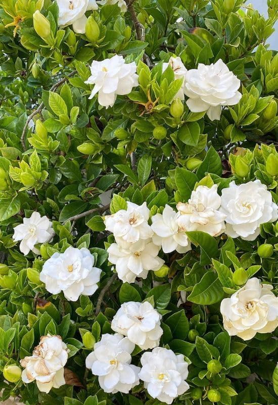 Image of Gandharaj Flower Plant Live with Pot | Grafted Hybrid Gardenia Plant | Fragrant Sugandharaj Flowering Plant for Home Garden Balcony Terrace Outdoor Decor | All Season Blooming Plant | Pack of 1