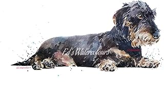 Wire Haired Dachshund Relaxing - Print Watercolour,Wirehaired Dachshund art,Wirehaired Dachshund Print,Wirehaired Dachshund wall hanging,Wirehaired Dachshund home decor