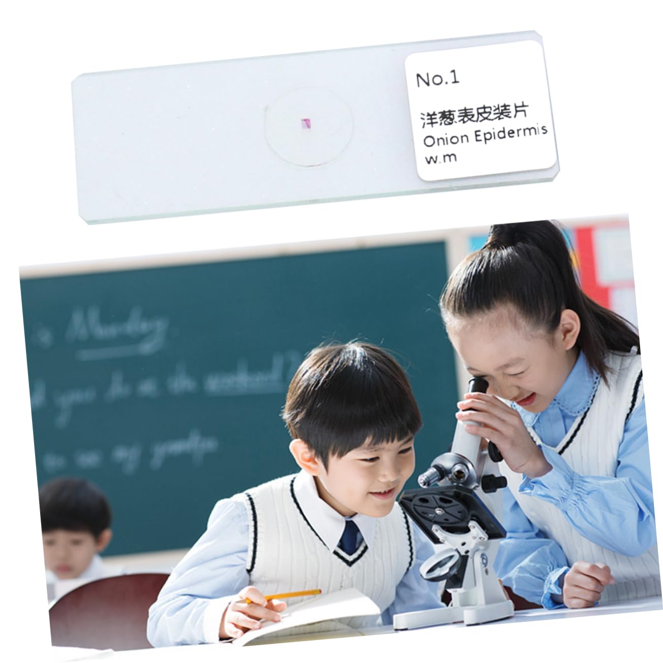 CHILDWEET 30 Pcs Educational Microscope Specimen Slides Glass Prepared Specimens Slides for Boys and Girls Students