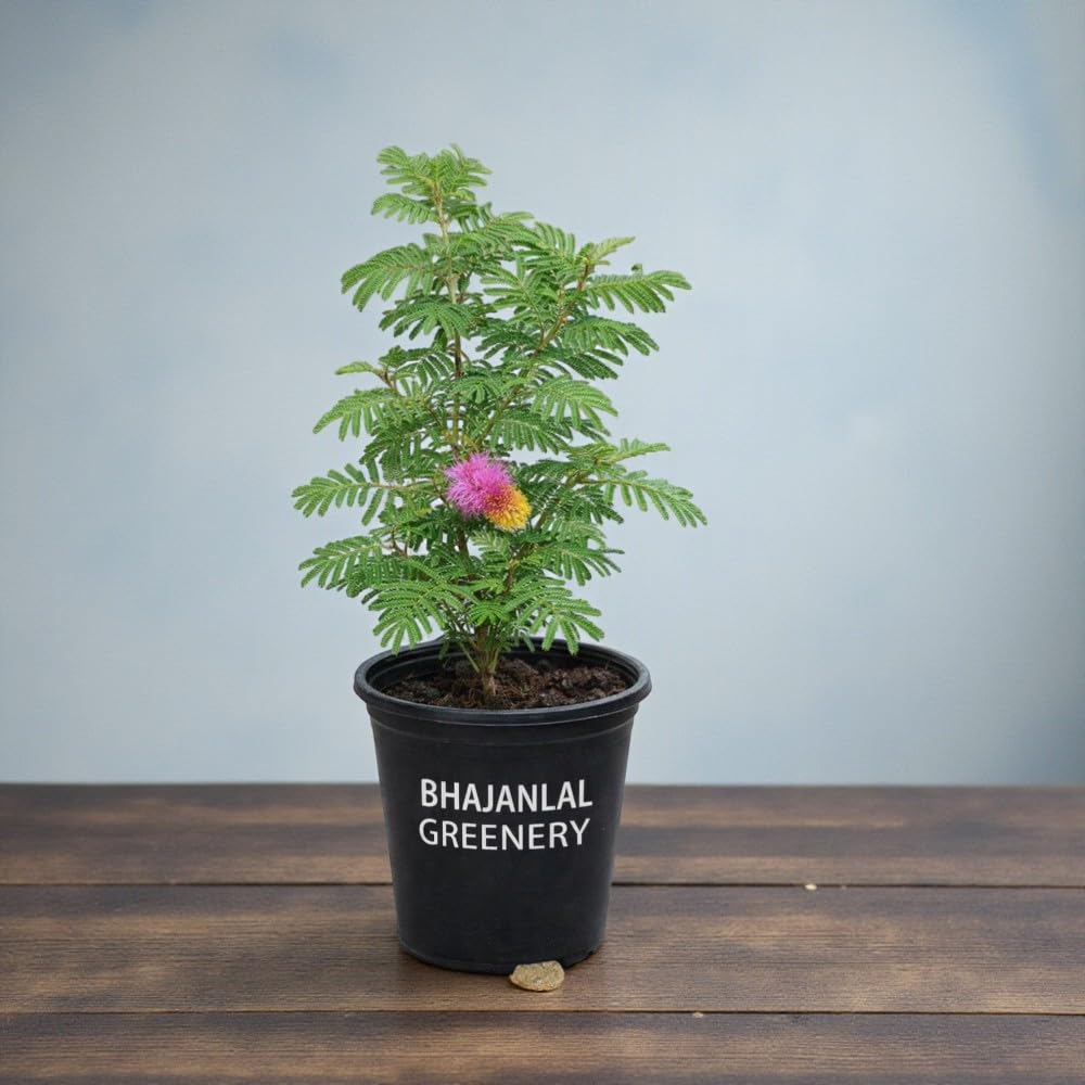 Bhajanlal Greenery Shami Tree/Banni Tree/Vanni Maram- Live Plant with Pot