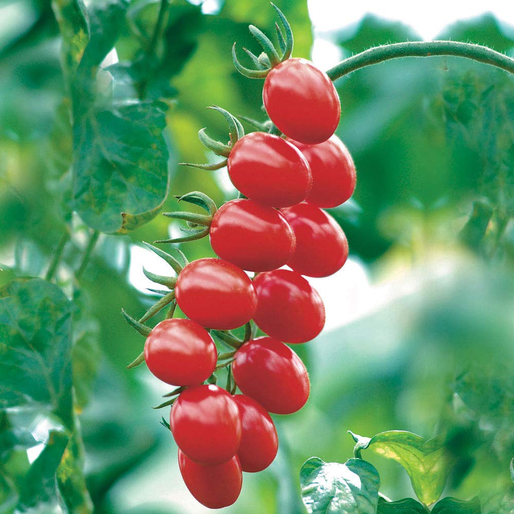 - 35 x Allure F1 Oval Cherry Plum Tomato Vegetable Seeds