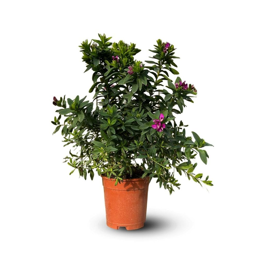 Attitude Jardin - Polygala myrtifolia - plante fleurie - 60-70 cm - ⌀ 19 cm - plante d'extérieur