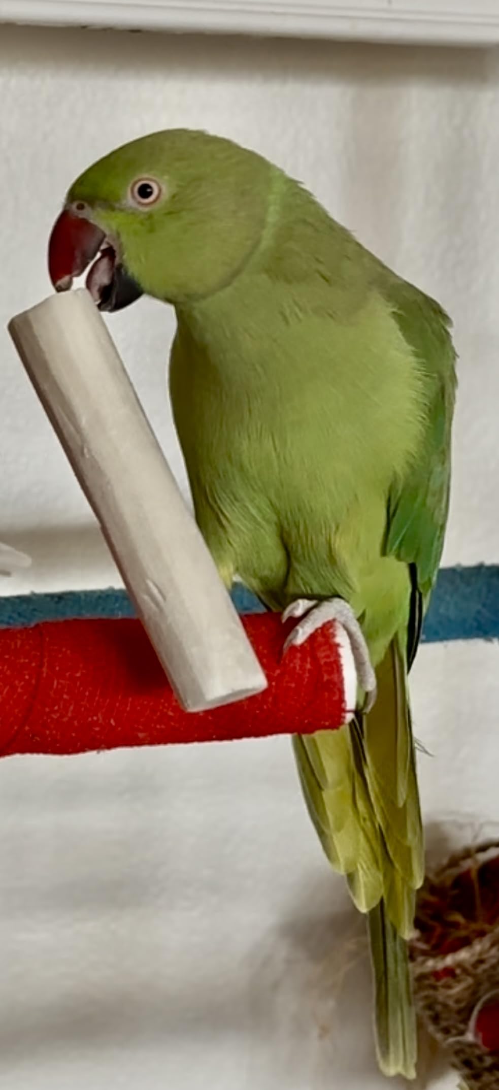 Sola Wood Bird Toy Bundle - Sola Balls & Sola Logs, Shreddable Chew Toys, Foot Toys, for Medium Birds, 10 Piece Set - image 4