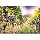 Baocicco Fondo de fotografía de viñedo de 10 x 6.5 pies Puesta de sol Francia Fondo de uvas púrpura Boda Luna de miel Aniversario Amantes Pareja Niños Adulto Retrato de vinilo Foto Studio Props