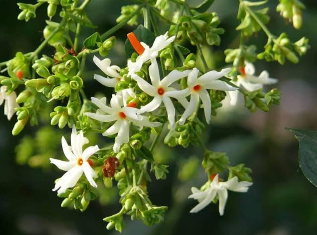 Balbasaur Live Parijat Plant - Harsingar Plant